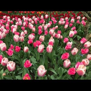 Meet your Posher, Noelle